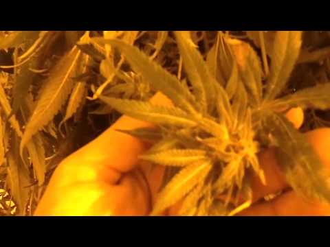 Medical Marijuana Indoor Grow Room Harvest - Blue DreamxOG and Purp