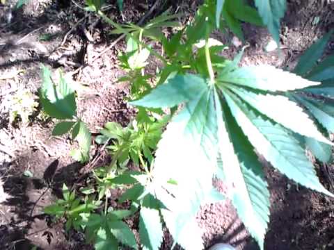 First time growing Outdoor Marijuana