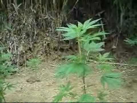 Outdoor Marijuana Plants, Outdoor Growing, Rural Areas - Part 1