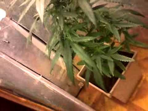 Legalize Marijuana 1 ( It's just a plant )
