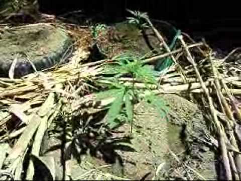 Outdoor Marijuana Plants, Outdoor Growing, Rural Areas - week 2 to week 6