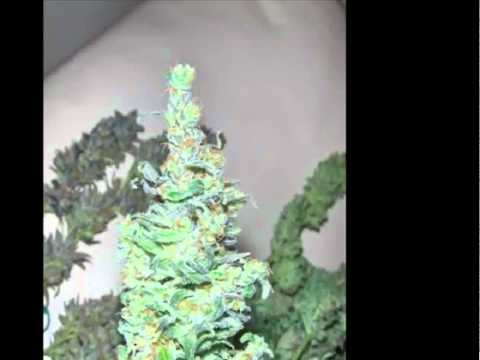 cannabis marijuana weed best bud indoor outdoor