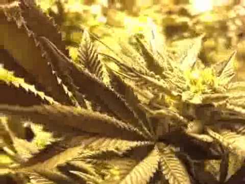 RIPE BUDS: Legal indoor grow room for medical marijuana. Oakland, California.