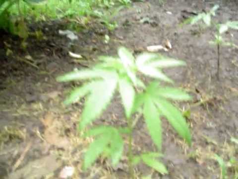 outdoor marijuana grow. vid. #1