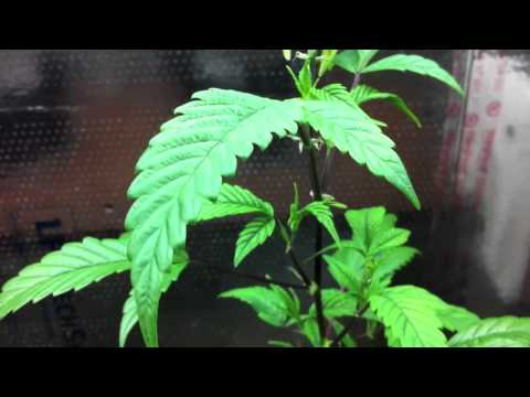 First video takin of our grow room 720p.mov