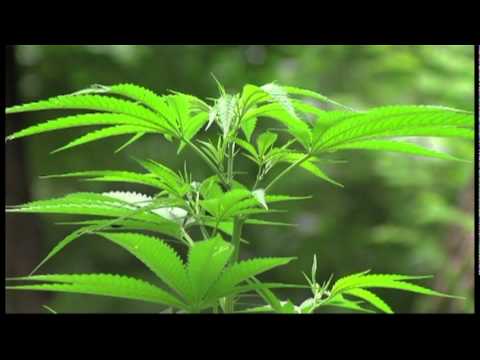 Marijuana Grow operation in Linn County Kansas