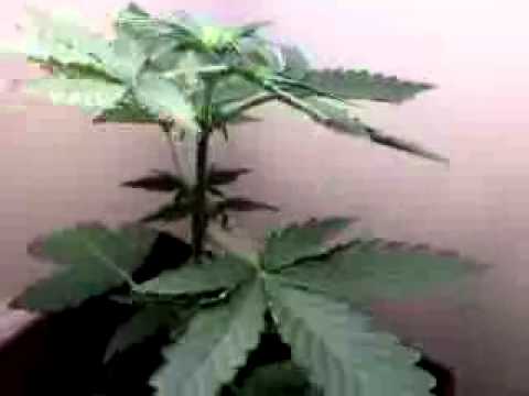 Growing Indoor Marijuana (Blue Diesel + Feminized & Auto Flowering) Part 1