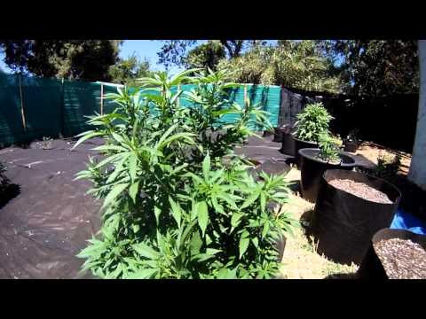 Outdoor medical marijuana garden