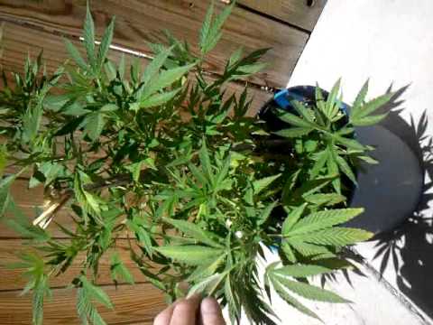 medical marijuana grow socal 7/2011
