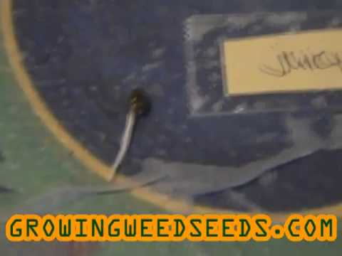 Step by Step Guide to Germinating Marijuana Seeds ::part 3 :: Easy Mariuana Seed Germination!