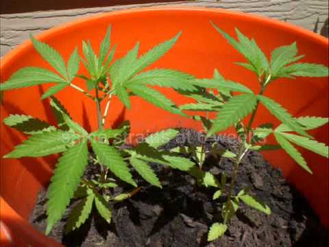 Medical Marijuana- Outdoor Grow