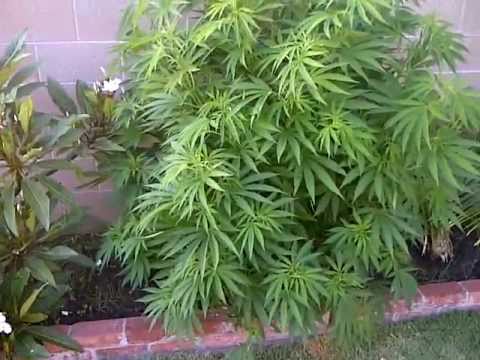marijuana outdoor grow pt.3 getting out of control! =0 lol