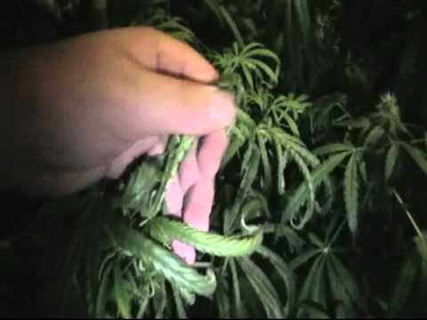 How I'm Cooling my Medical Marijuana Grow Room