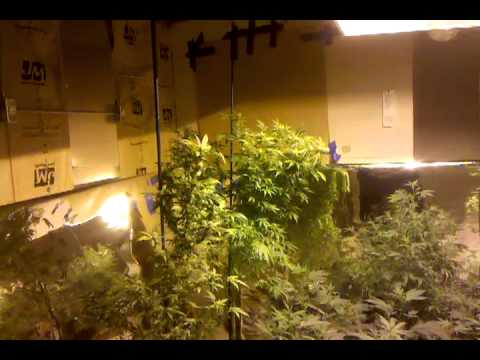 Medical Marijuana Grow Rooms - Pt 2
