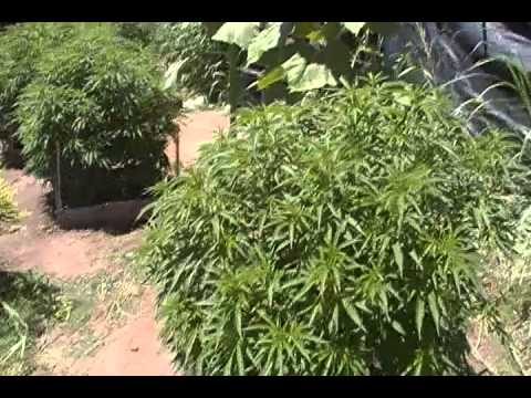MY medical marijuana outdoor garden PART 5 2011 season