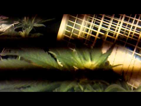 Marijuana Flowering - Buds 3 Weeks In