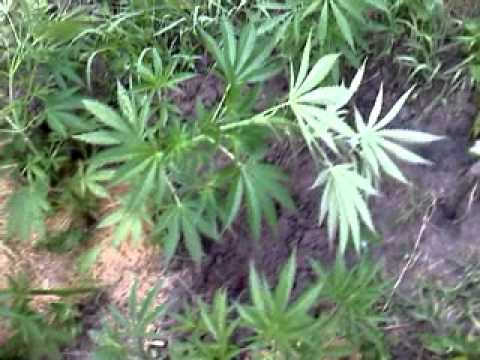 july 8 2011 outdoor marijuana grow