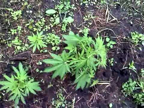 june 25 2011 outdoor marijuana grow