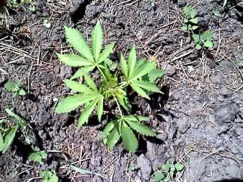 june 11 2011 outdoor marijuana grow