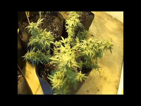 Growing Marijuana Outdoor [part two]