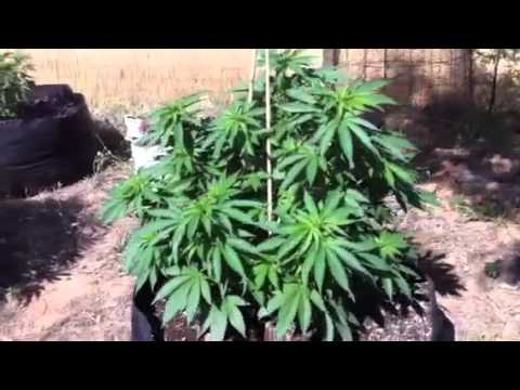Medical Outdoor cannabis / marijuana grow 7/15/11