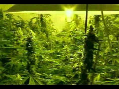 Marijuana Man: So, You Wanna Grow Pot? (1of4)