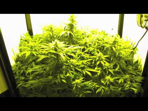 Stealth Grow Box Medicinal Marijuana Hydroponics SuperCloset Deluxe