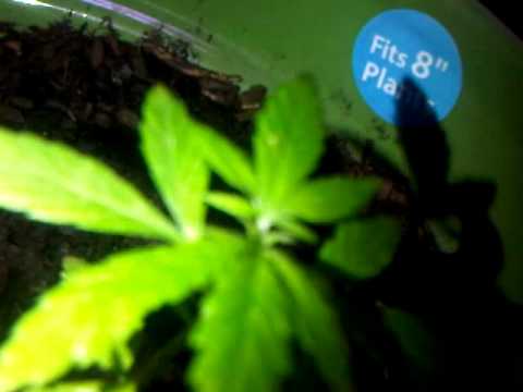Weed Plant growing Indoor closet setup