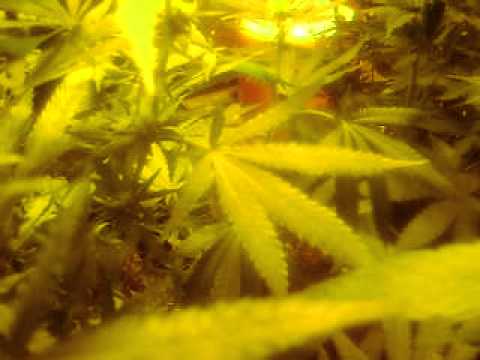 growing marijuana (flower stage)