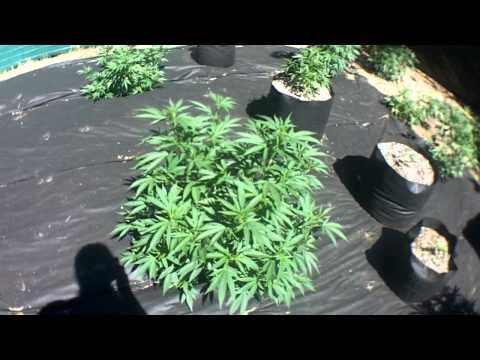 Outdoor medical marijuana update 7-18