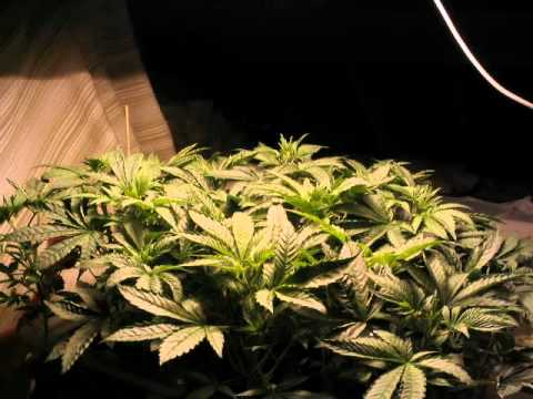 Kush Cannabis Time Lapse Video Pot Ganja Weed Grow Marijuana Overgrow Pot Ganja Weed Growing