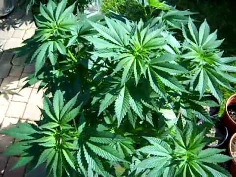 REAL TIME FREDS CANNABIS PLANTS: Outdoor/Greenhouse AutoFlower Grow