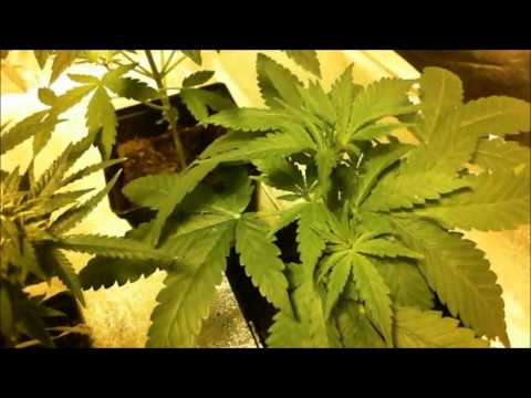 Mernagh Marijuana Grow
