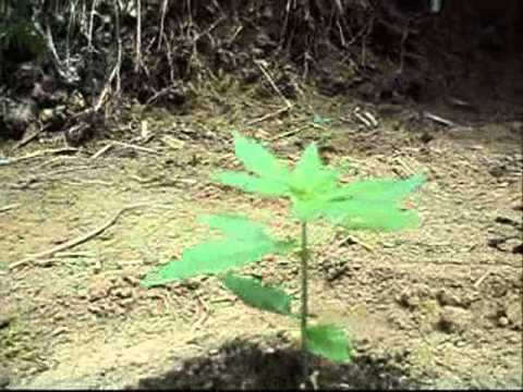 Outdoor Marijuana Plants, Outdoor Growing, Rural Areas,2010-2011