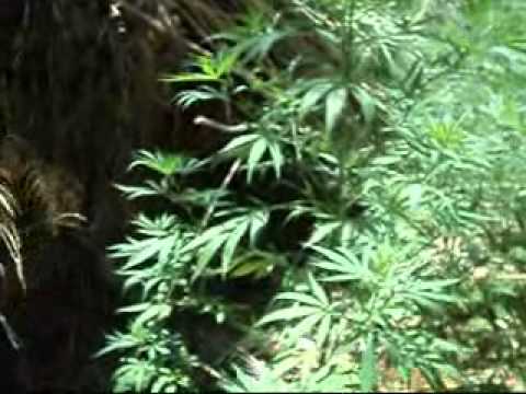 Outdoor Marijuana Plants, Outdoor Growing, Rural Areas - Part 4