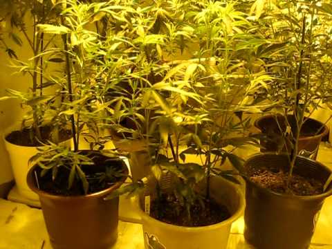 Marijuana Grow Room (Medical)