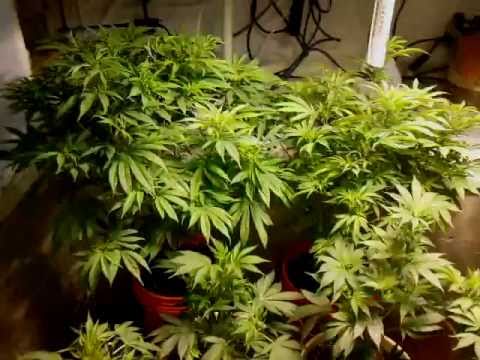 1000 Watt Grow Marijuana HPS