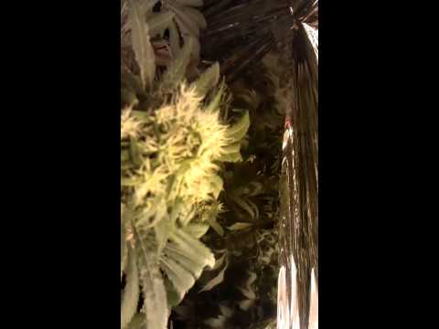 cannabis indoor grow room part 2 7 weeks flowering