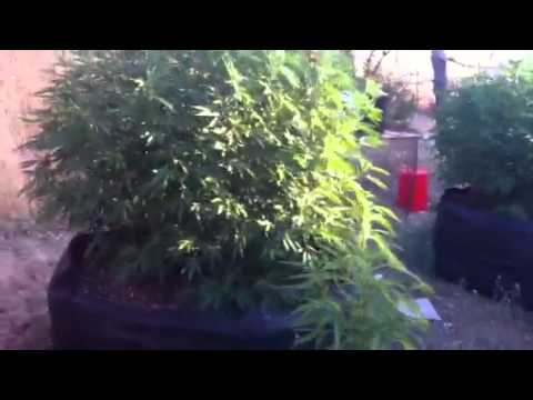 Outdoor cannabis grow / outdoor marijuana grow / marijuana
