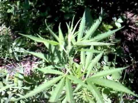 july 29th 2011 outdoor marijuana grow