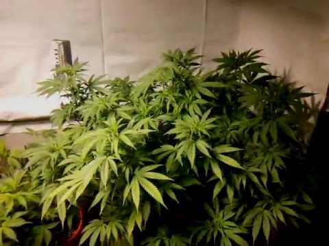 1000 Watt HPS Marijuana Grow