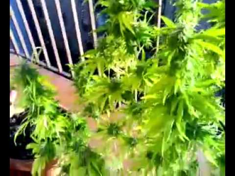 SUPER WINDOW Harvest - Dank Buds - Marijuana Growing