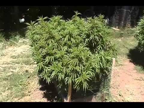 big outdoor marijuana plants MIST