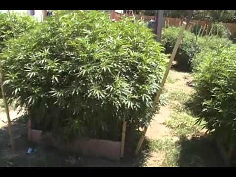 best biggest marijuana outdoor plant