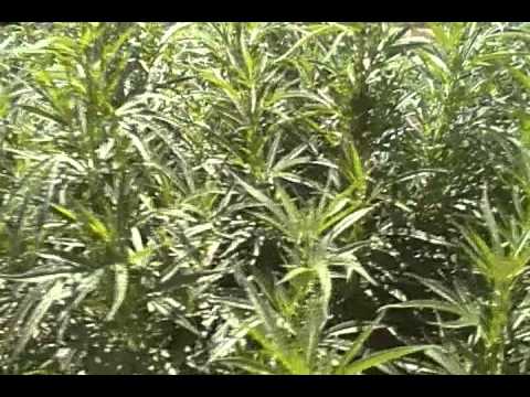 marijuana plant bluedream