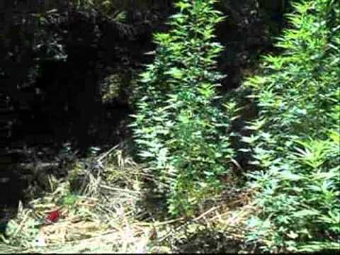 Outdoor Marijuana Plants, Outdoor Growing, Rural Areas - Part 5