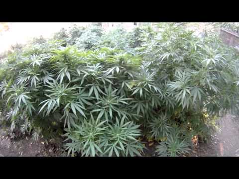 outdoor medical marijuana 2011 :Garden cousin
