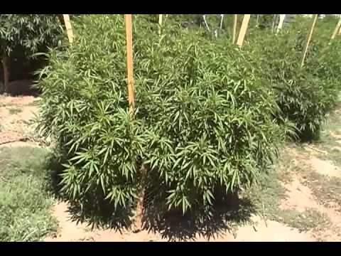 Outdoor marijuana garden 