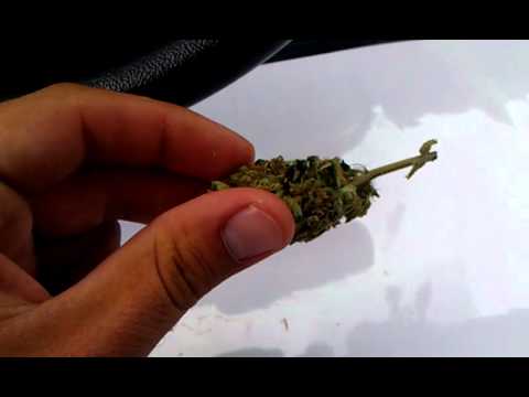 Green crack medicinal marijuana also omg local