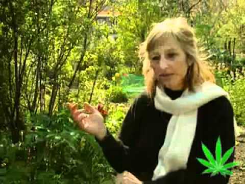History of Marijuana Part 5